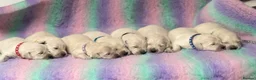 Golden Retriever dogs for sale: White show lines retriever puppies  - Advert 3