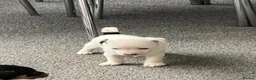 Jack Russell dogs for sale: Jack Russel puppies  - Advert 7