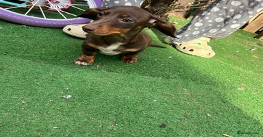 Dachshund dogs - Advert 11