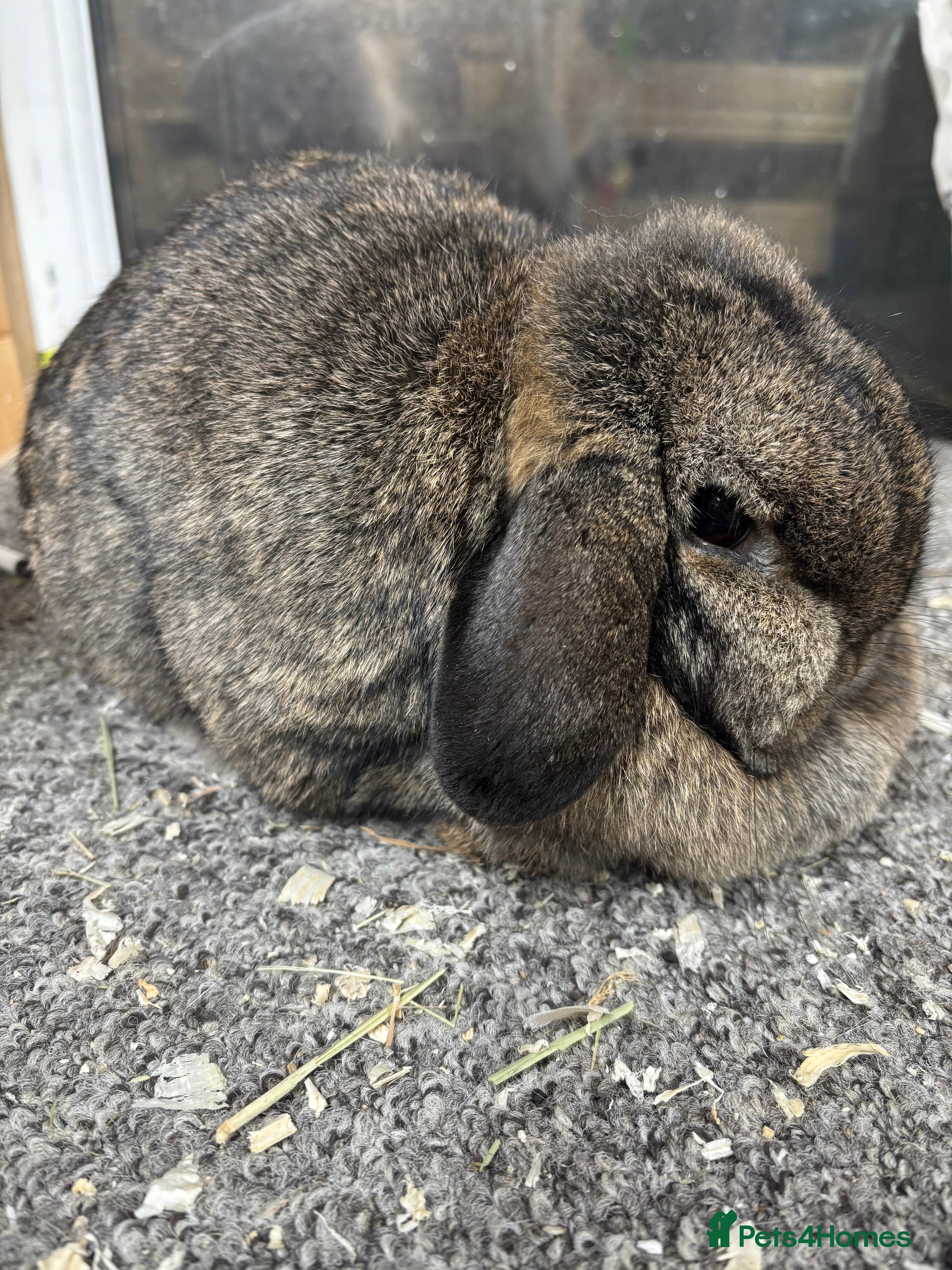 Mini Lop rabbits BRC Minilop doe vaccinated  - Advert 1
