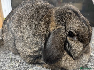 Mini Lop rabbits BRC Minilop doe vaccinated - Advert 1