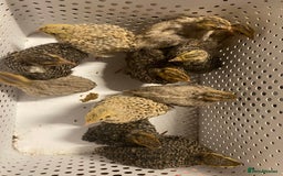 Quail poultry for sale: Beautiful coturnix, CPQ and bobwhite quails - Image 9