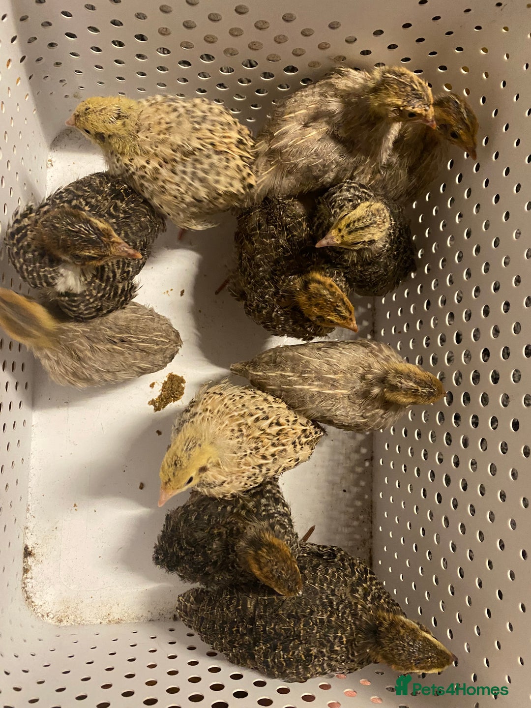 Quail poultry for sale: Beautiful coturnix, CPQ and bobwhite quails - Image 9