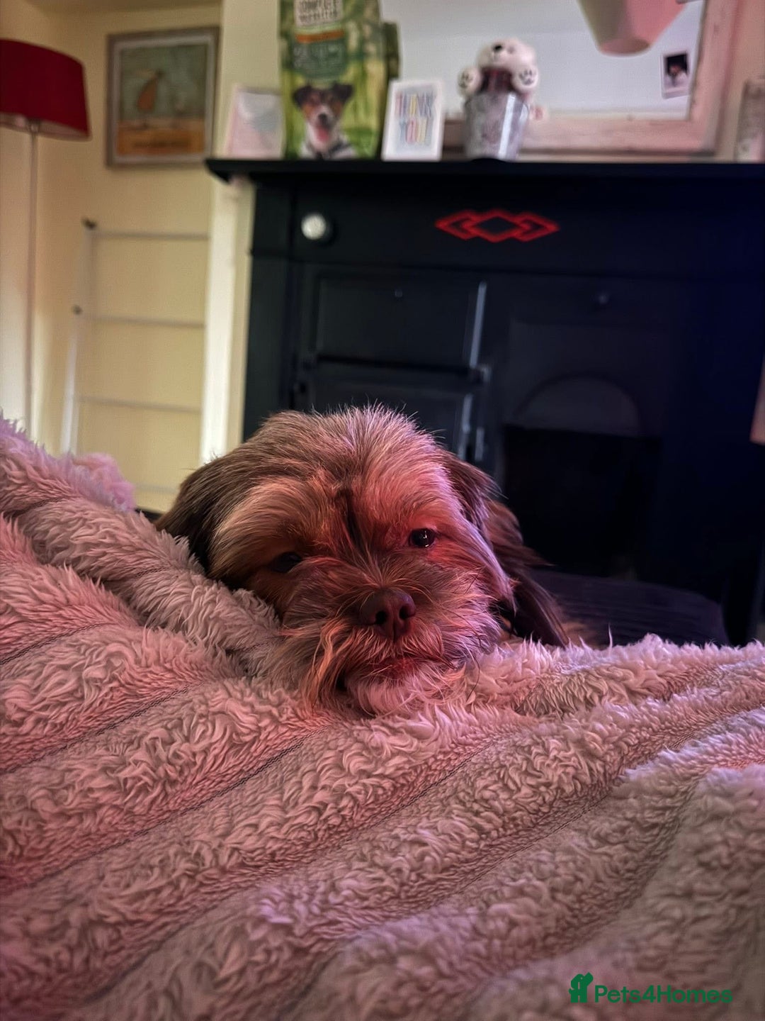 Mixed Breed dogs for sale: Gentle, Child-Friendly Dog Seeking a Loving Home - Advert 4