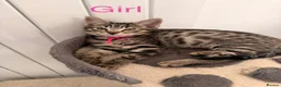 Mixed Breed cats for sale: British Mix Kittens 2 Boys 4 Girls - Advert 2