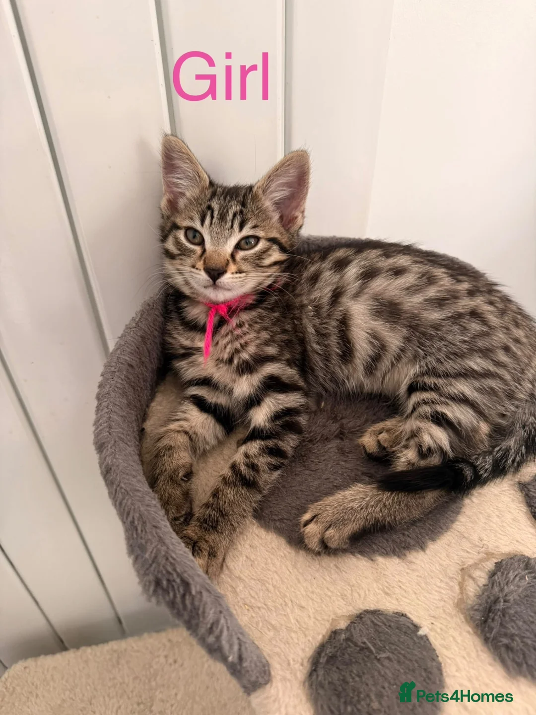 Mixed Breed cats for sale: British Mix Kittens 2 Boys 4 Girls - Advert 2