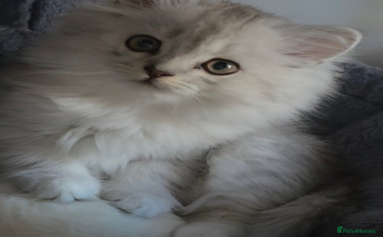 Persian cats - Advert 11