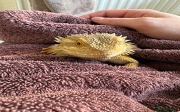 Bearded Dragon reptiles for sale: Bearded dragon and full setup for sale - Image 6