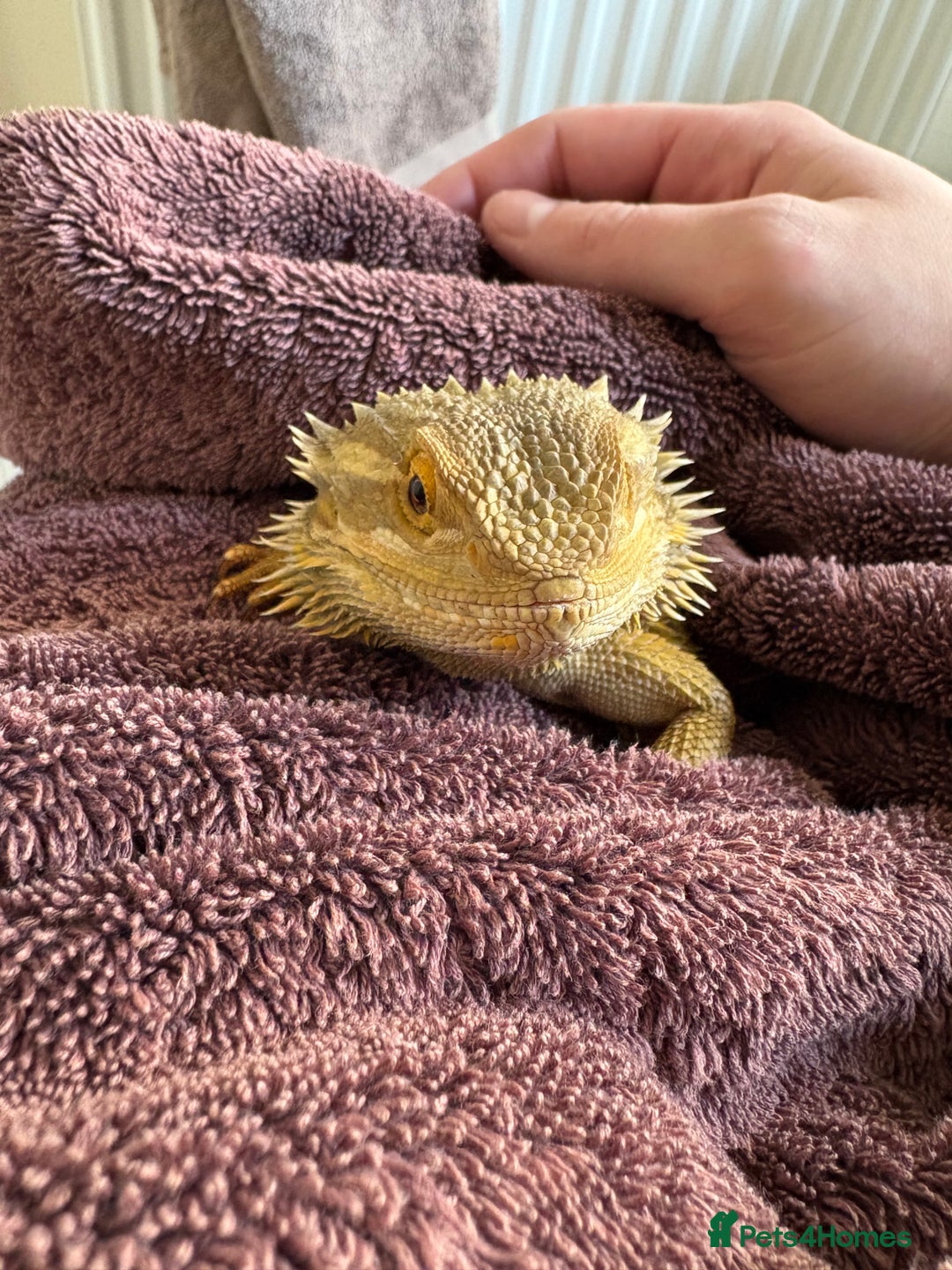 Bearded Dragon reptiles for sale: Bearded dragon and full setup for sale - Image 6