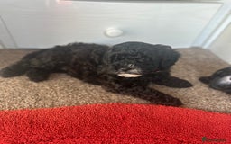 Shihpoo dogs for sale: Shihpoo puppies  - Image 3