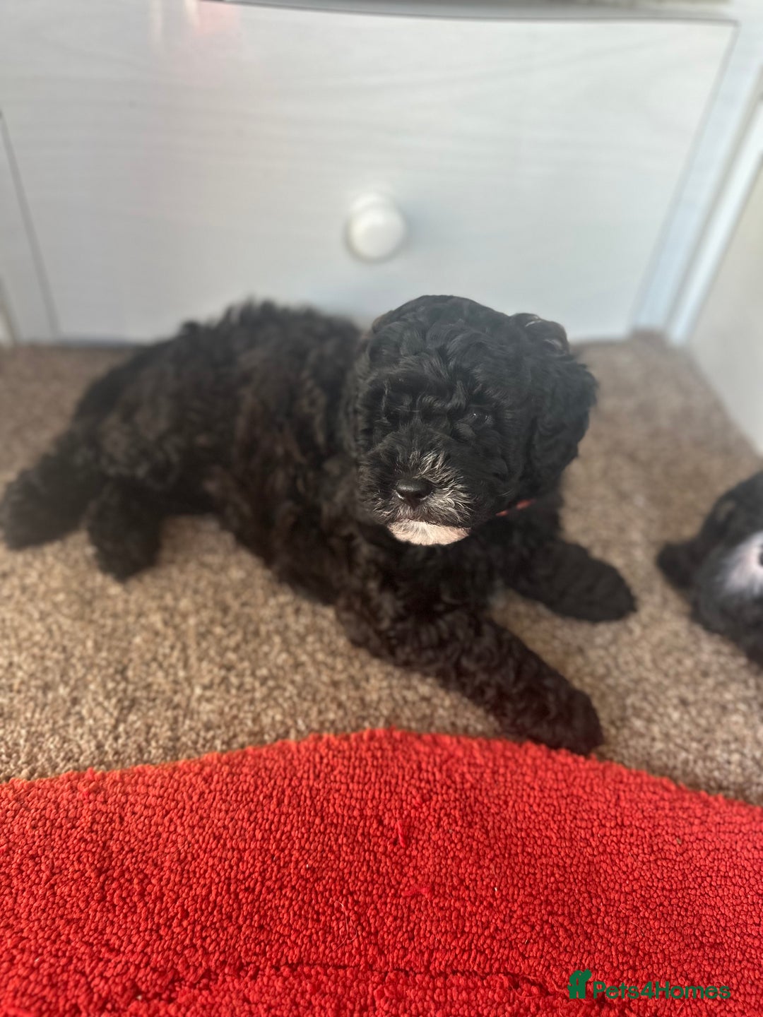 Shihpoo dogs for sale: Shihpoo puppies  - Image 3