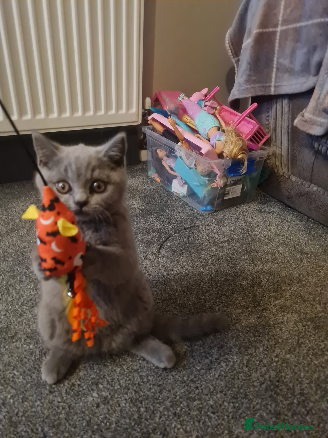 British Shorthair cats for sale: 2 beautiful boys looking for their new family - Image 4