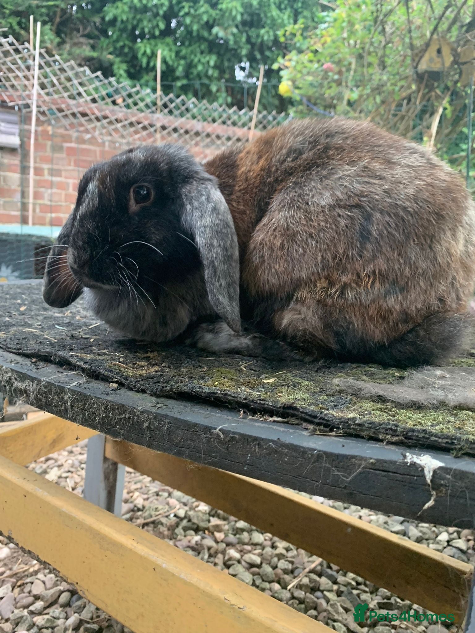 Mixed Breed rabbits 2-3 year old Lop Rabbit - Advert 8