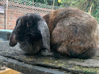 Mixed Breed rabbits 2-3 year old Lop Rabbit - Advert 1
