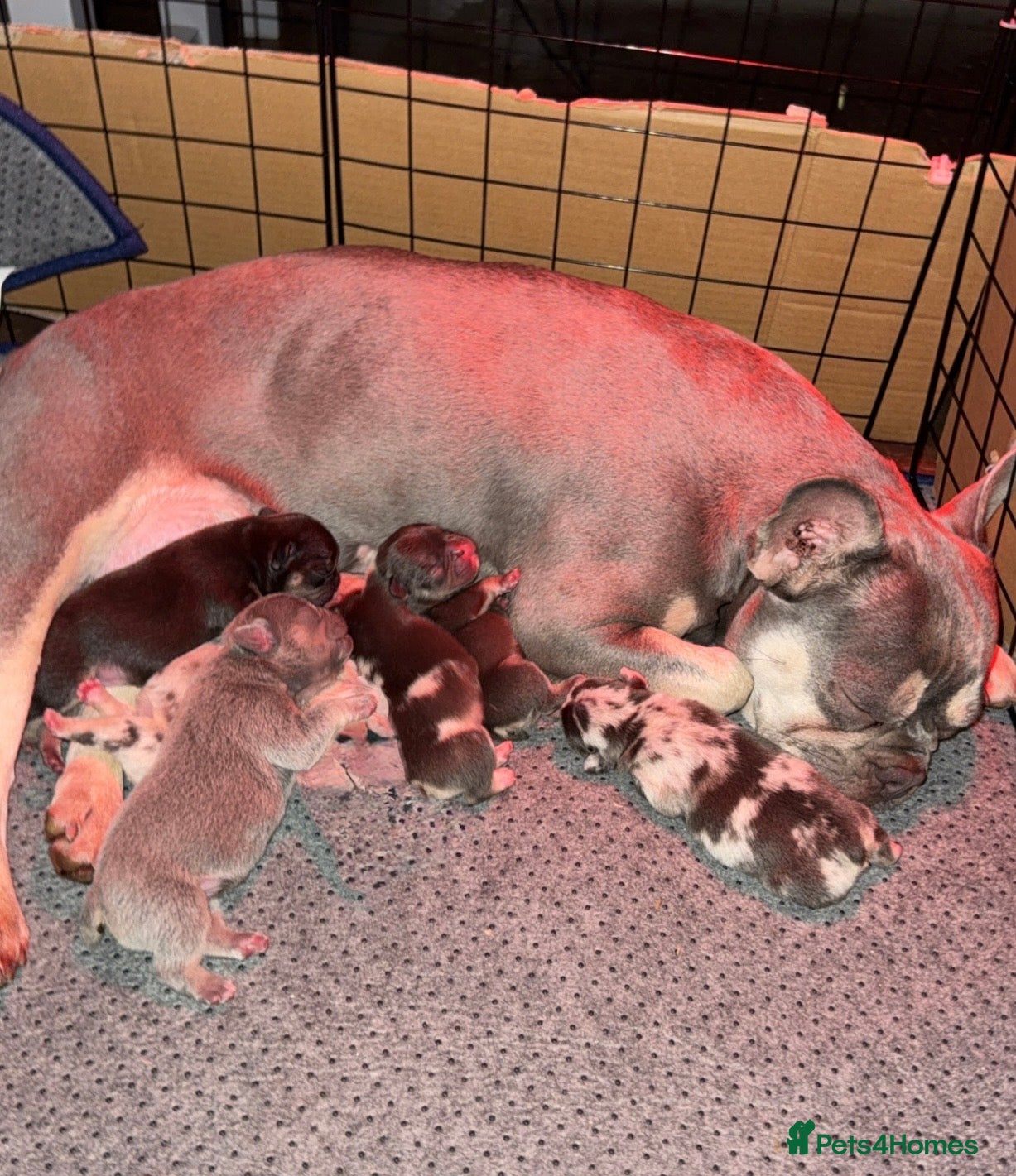 French Bulldog dogs 🐾Beautiful French Bulldog Puppies🐾 - Advert 1