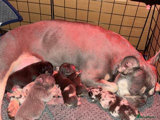 French Bulldog dogs 🐾Beautiful French Bulldog Puppies🐾 - Advert 3