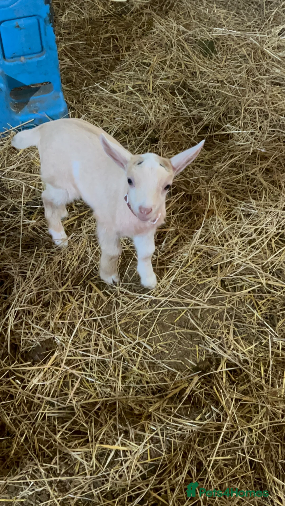 Goats livestock for sale: Pygmy x dairy  - Advert 1
