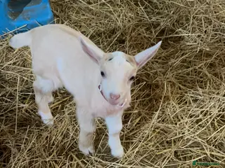 Goats livestock Pygmy x dairy - Advert 4