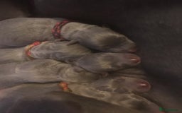 Whippet dogs for stud: Striking Blue Whippet for Stud in Banbury - Image 8