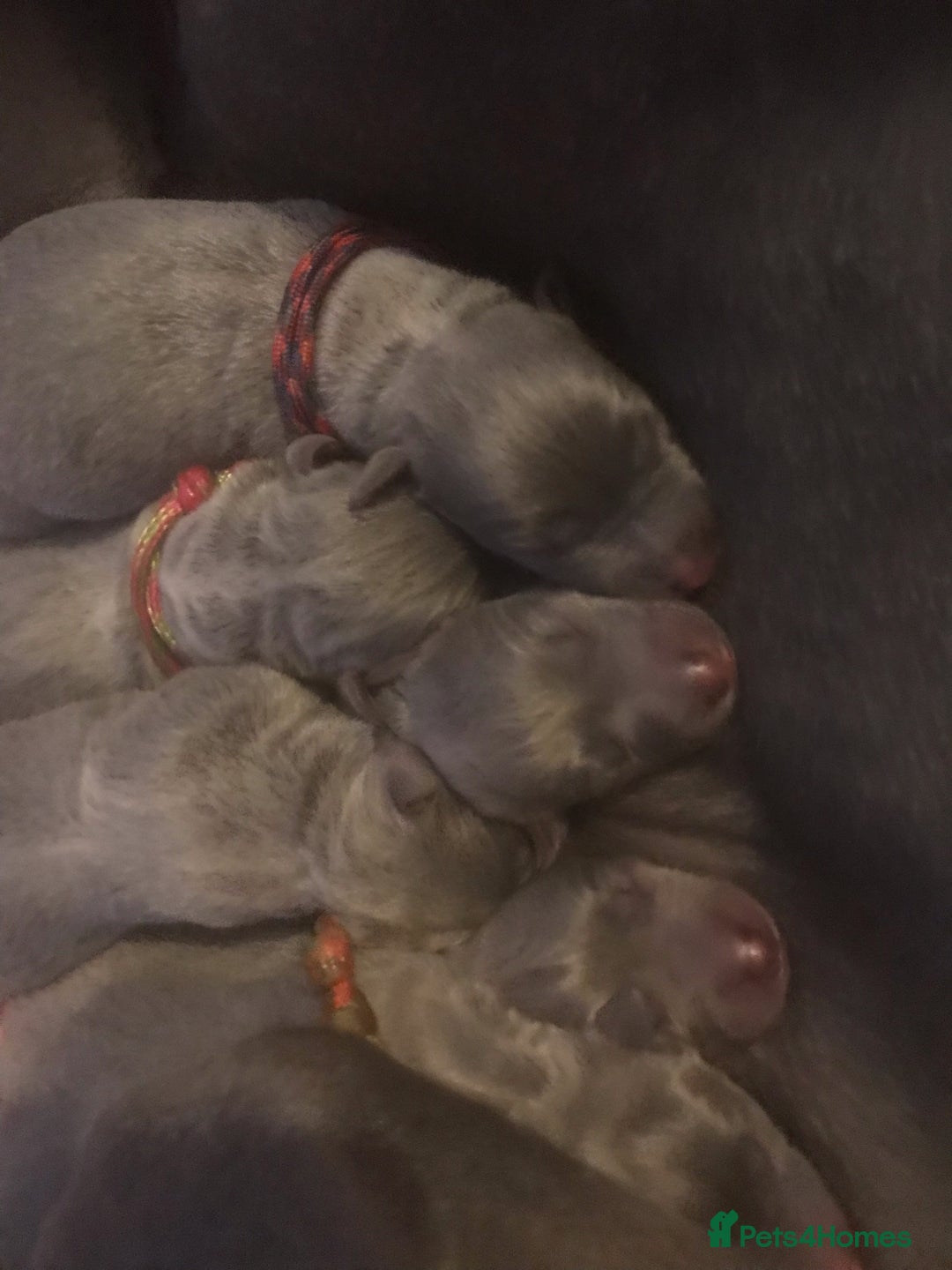 Whippet dogs for stud: Striking Blue Whippet for Stud in Banbury - Image 8