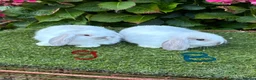 Mini Lop rabbits for sale: Pure bred mini lops .both  sold . - Advert 4