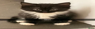 Domestic Shorthair 3