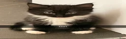 Domestic Shorthair cats for sale: 4 adorable little black & white girls - Advert 9