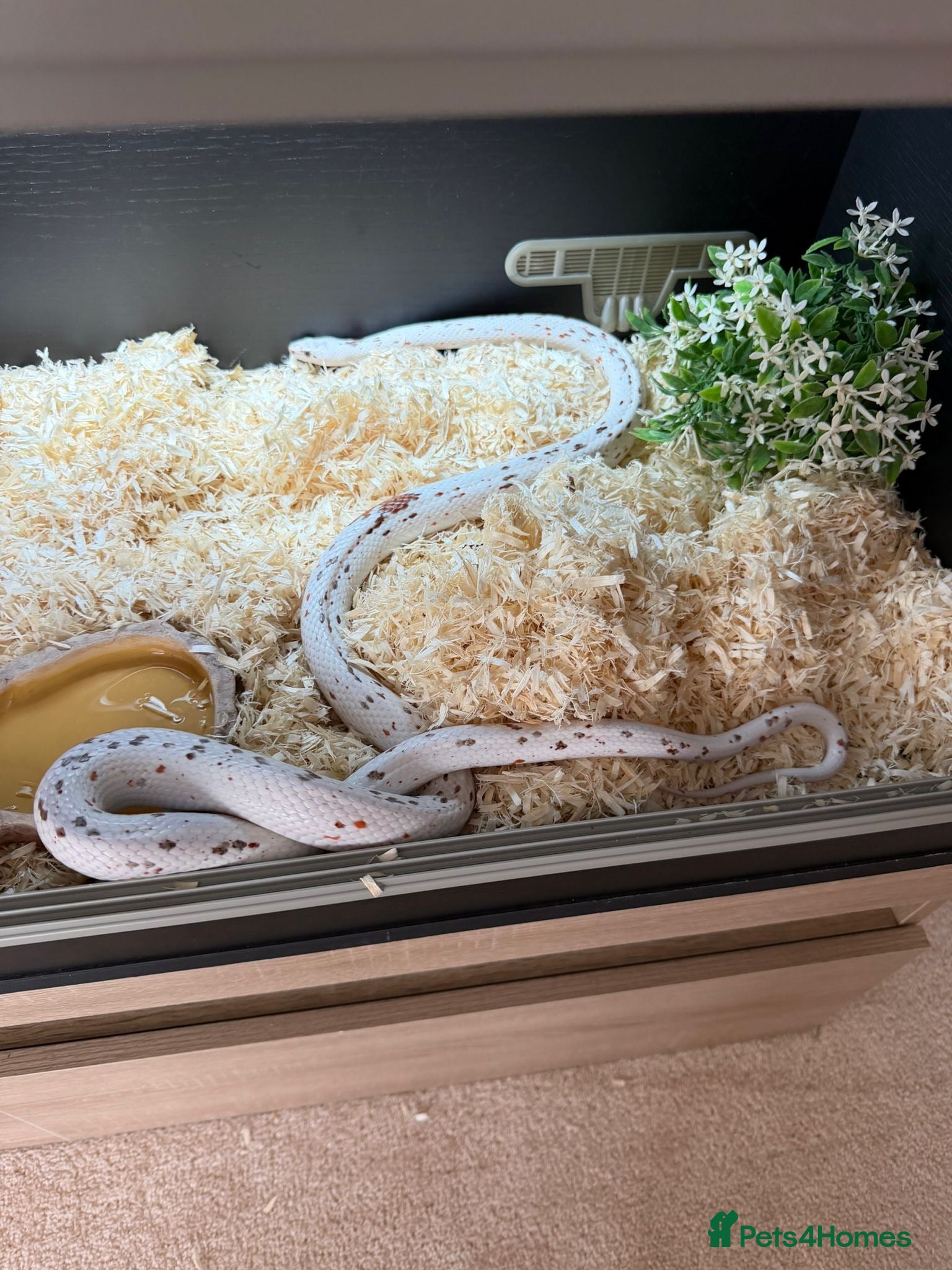 Corn Snake reptiles for sale: Palmetto cornsnake for sale!! MALDON/ESSEX - Advert 3