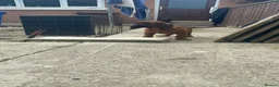 Bavarian Mountain Hound dogs for sale: Bavarian mountain scent hound male puppy’s  - Advert 9