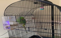 Ringnecks birds for sale: Male Green Indian Ringneck Parrot (On sale) - Image 6