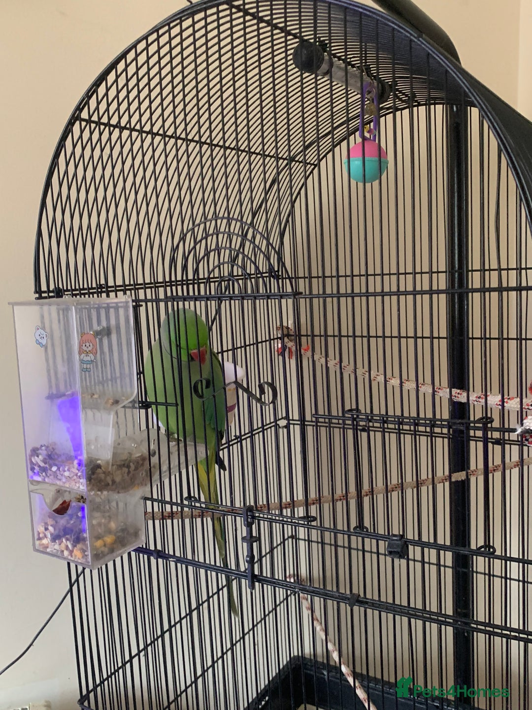Ringnecks birds for sale: Male Green Indian Ringneck Parrot (On sale) - Image 6