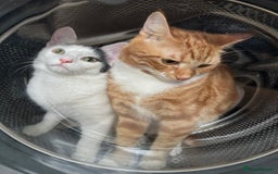 British Shorthair cats for sale: 2 adults cats looking for their forever home  - Image 2