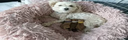 Maltipoo dogs for sale: Beautiful maltipoo babies are looking for homes.. - Advert 1