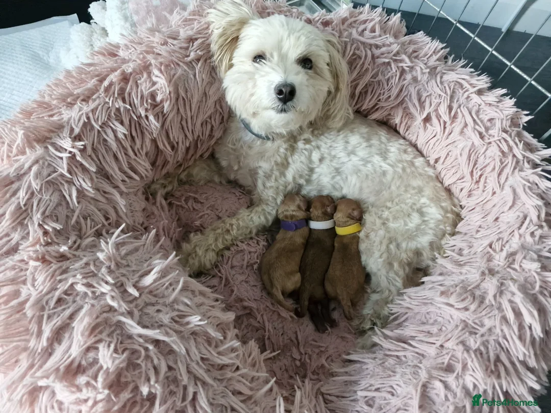 Maltipoo dogs for sale: Beautiful maltipoo babies are looking for homes.. - Advert 1