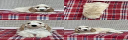 Cockapoo dogs for sale: STUNNING COCKAPOO PUPPIES READY NOW  - Advert 3