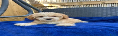 Cavapoo 6