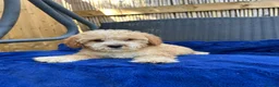 Cavapoo dogs for sale: Multigenerational Australian labradoodle cavapoo  - Advert 8