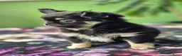 Chihuahua dogs for sale: Amazing Tiny Longcoat Chihuahua Puppies - Advert 26