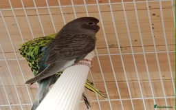 Budgerigars birds for sale: Rare black face  b/wing melanistic spgle for sale  - Image 5