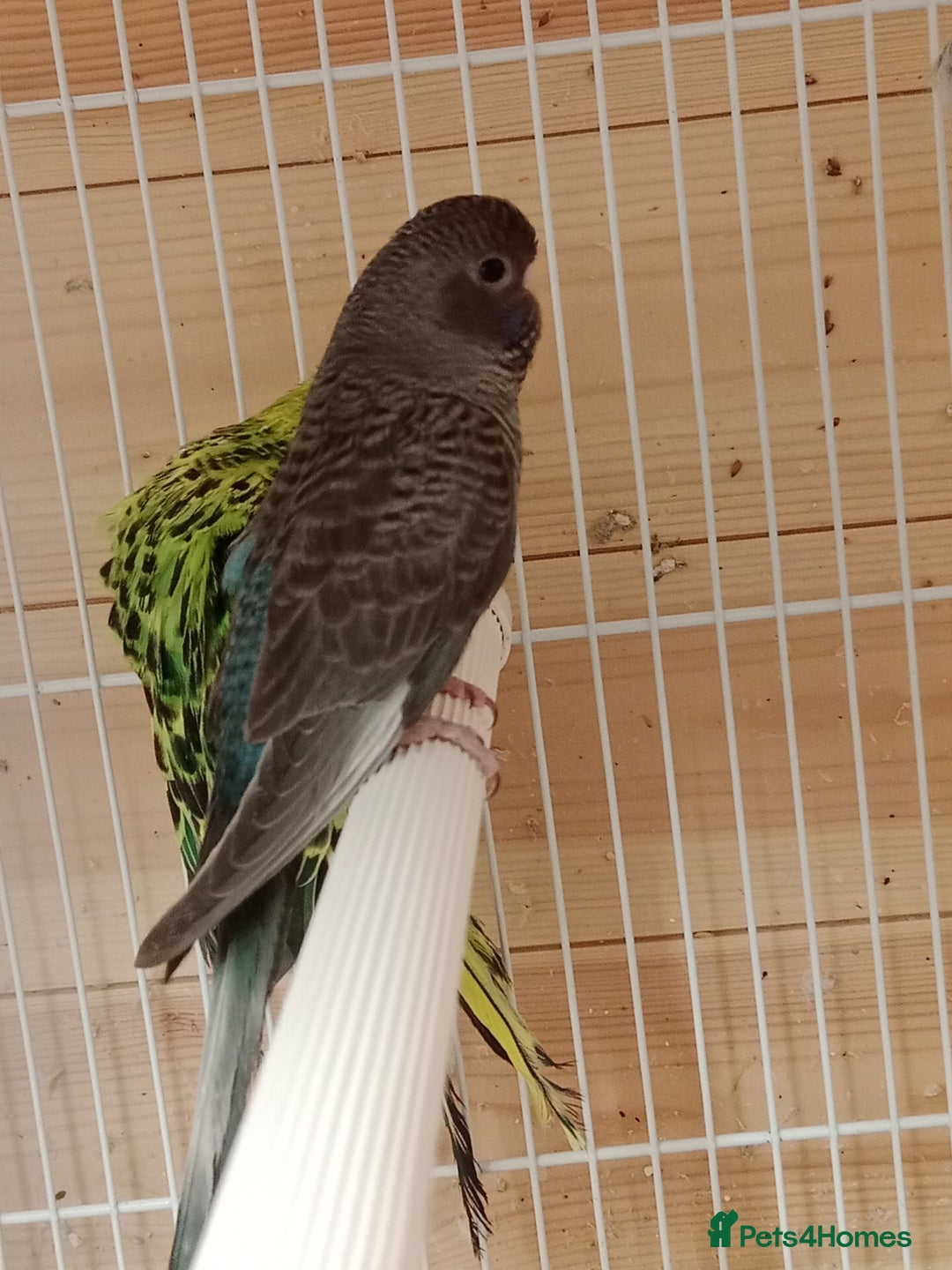 Budgerigars birds for sale: Rare black face  b/wing melanistic spgle for sale  - Image 5