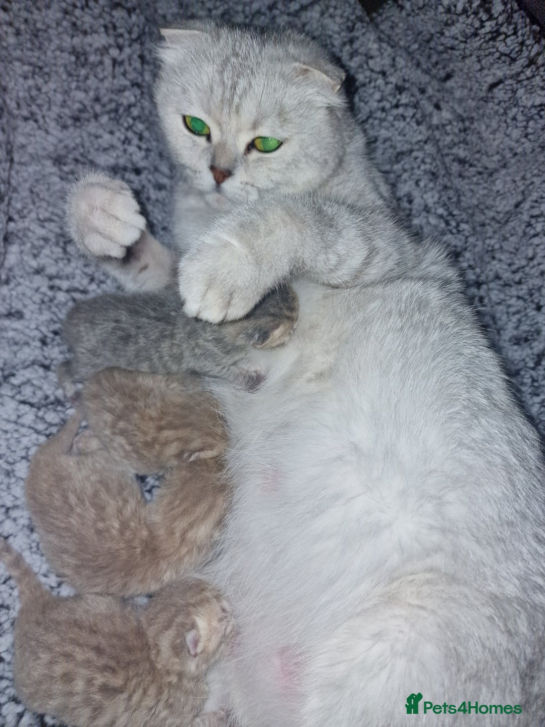 Scottish Fold cats for sale: Stunning TICA Registered Babies in Bolton - Image 21