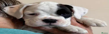 Boxer 10