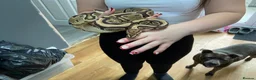Mixed Breed reptiles for sale: 3 beautiful ball pythons 2 female one male  in Sheffield - Advert 7