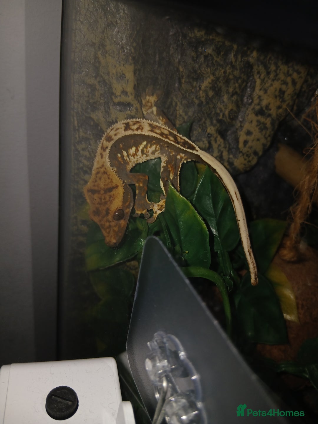 Gecko reptiles for sale: 18 month old male crested gecko (check desc) - Image 1