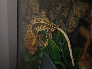 Gecko reptiles for sale - Advert 1