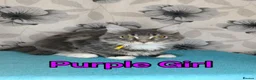 Maine Coon cats for sale: Maine Coon kittens "Pureee Love" - Advert 15