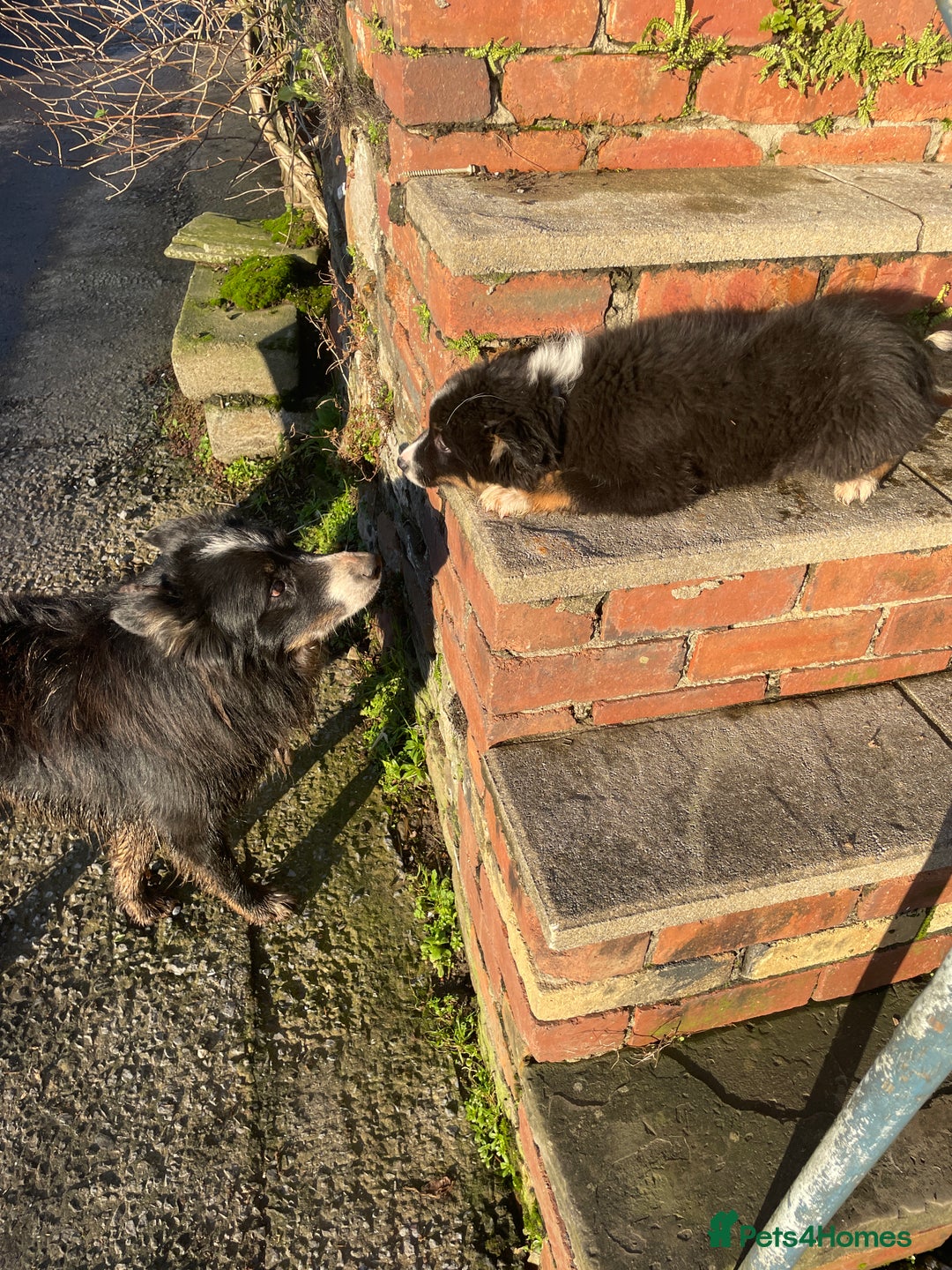 Border Collie dogs for sale: 3 Beautiful Sheepdog Puppies - Advert 28