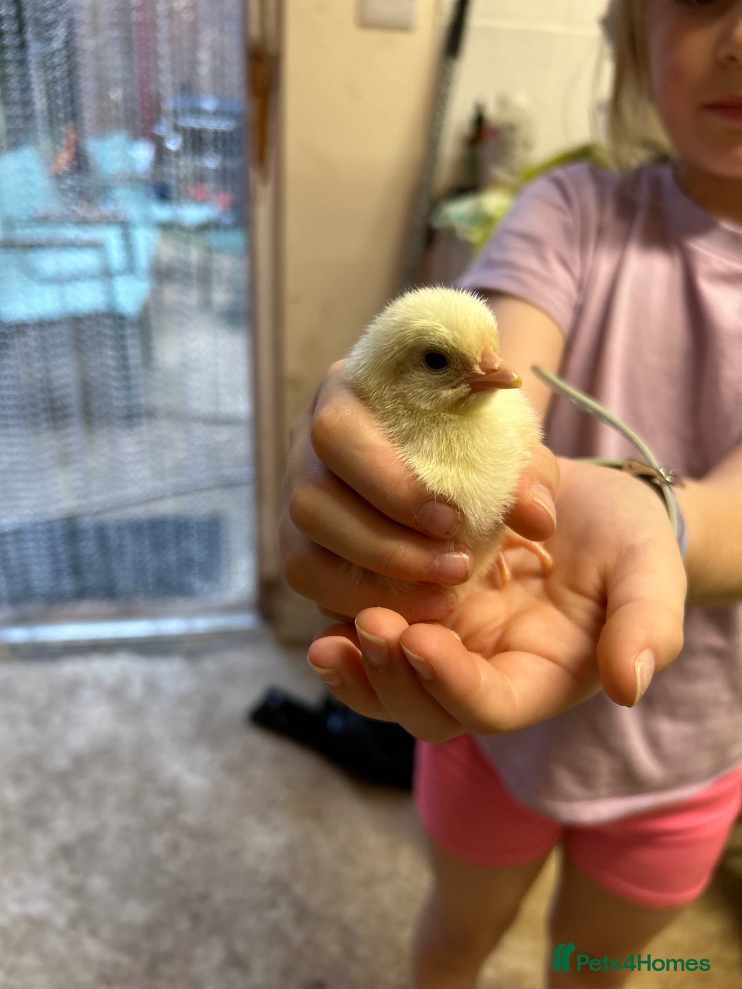 Chickens poultry for sale: Large Fowl Hybrid Chicks For Sale. Day olds  - Image 7