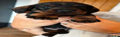 Dachshund 2