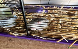 Hamster rodents for sale: Two male hamsters  - Image 2